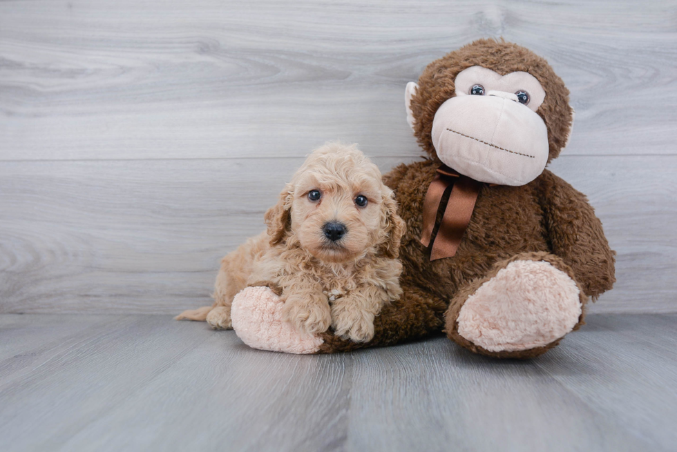 Popular Cavapoo Poodle Mix Pup