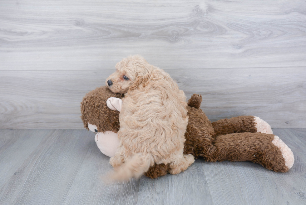 Popular Cavapoo Poodle Mix Pup