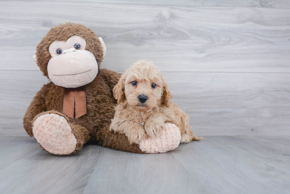 Cavapoo Puppy for Adoption