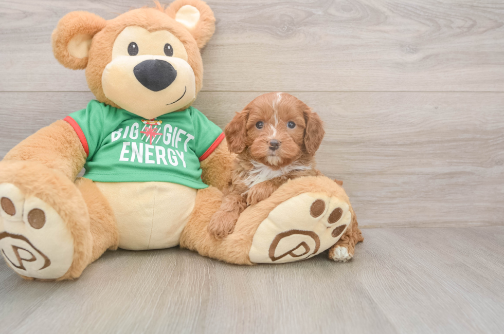 5 week old Cavapoo Puppy For Sale - Premier Pups