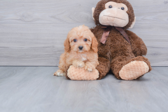 Cavapoo Pup Being Cute