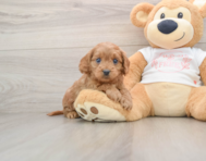 8 week old Cavapoo Puppy For Sale - Premier Pups