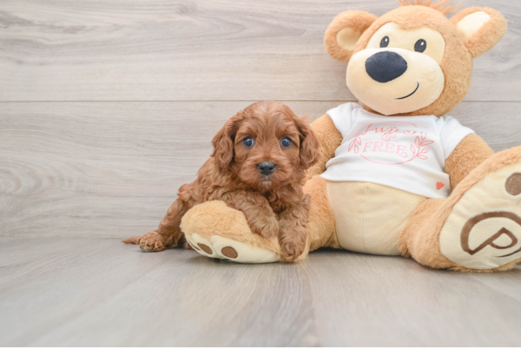 Cavapoo Pup Being Cute