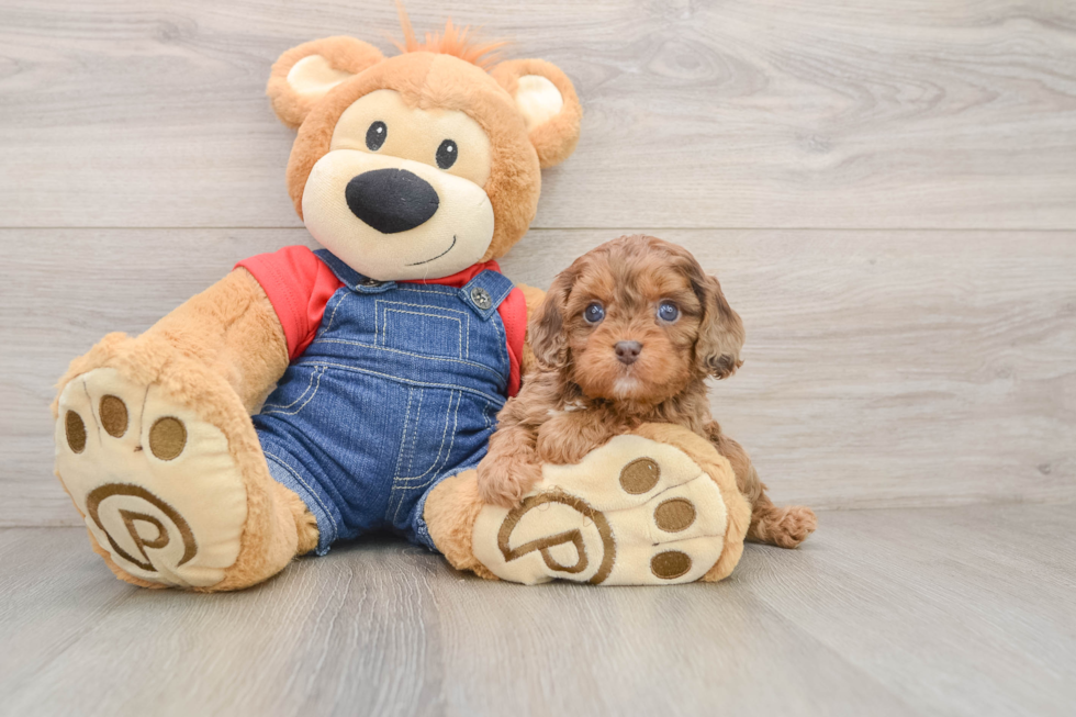 Popular Cavapoo Poodle Mix Pup