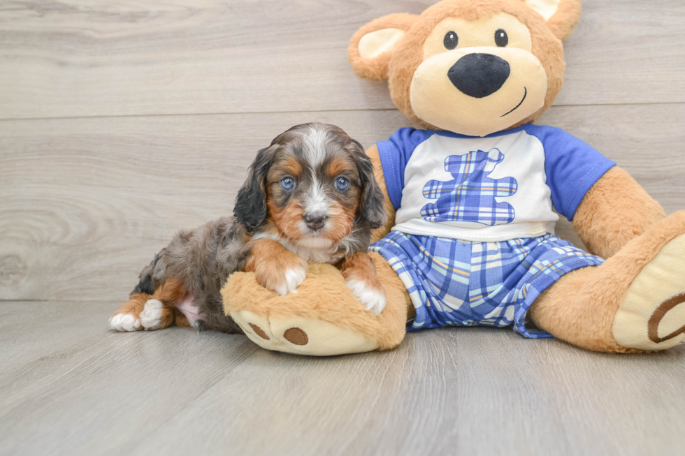 Smart Cavapoo Winston: 5lb 5oz Doodle Puppy