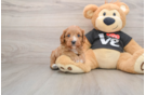 Small Cavapoo Baby