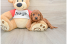 Adorable Cavalier King Charles Spaniel and Poodle Mix Poodle Mix Puppy