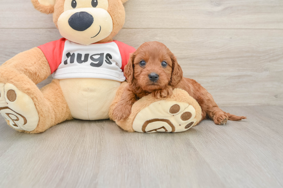 Adorable Cavalier King Charles Spaniel and Poodle Mix Poodle Mix Puppy