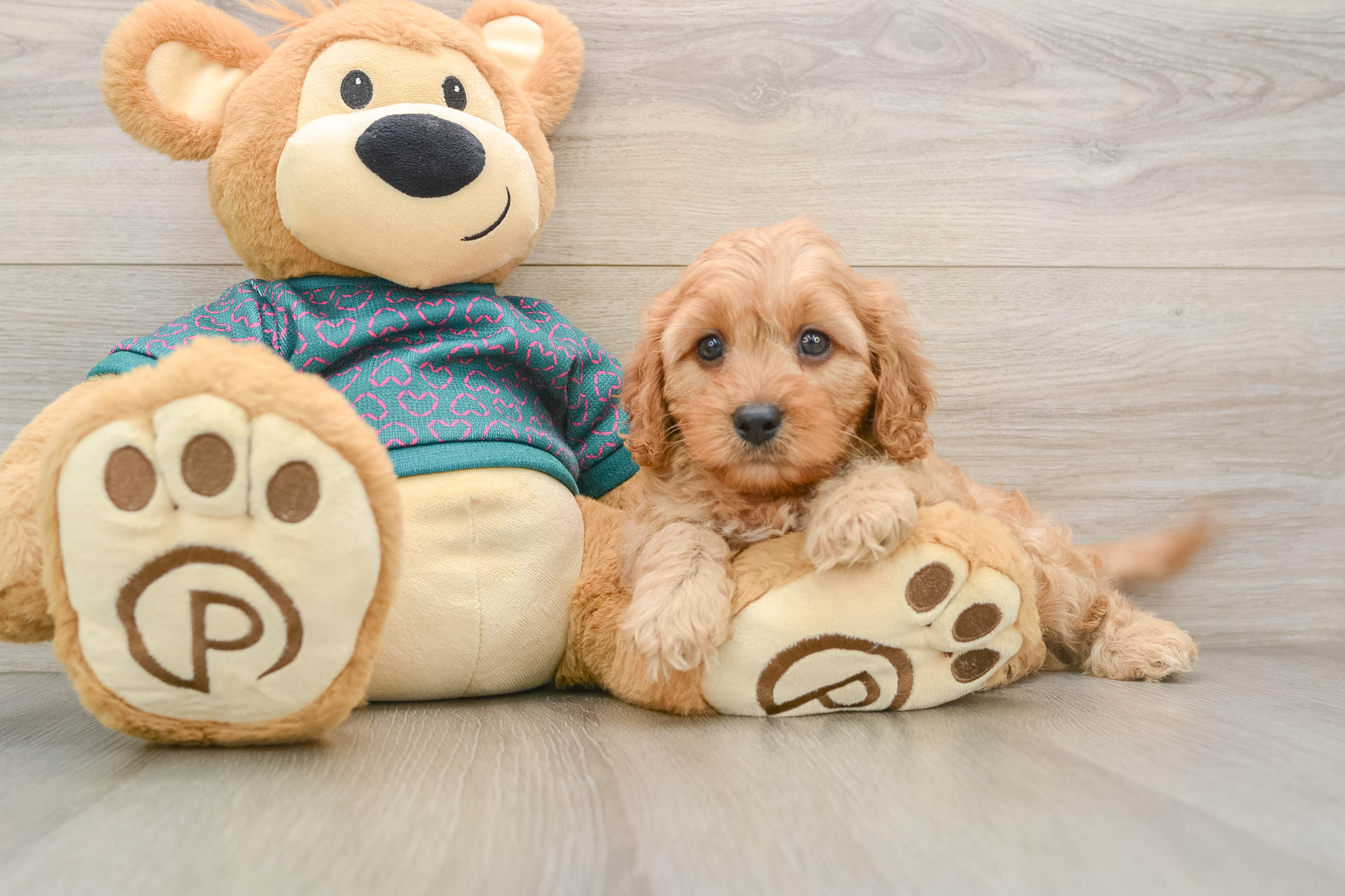 Cavapoo Pup Being Cute