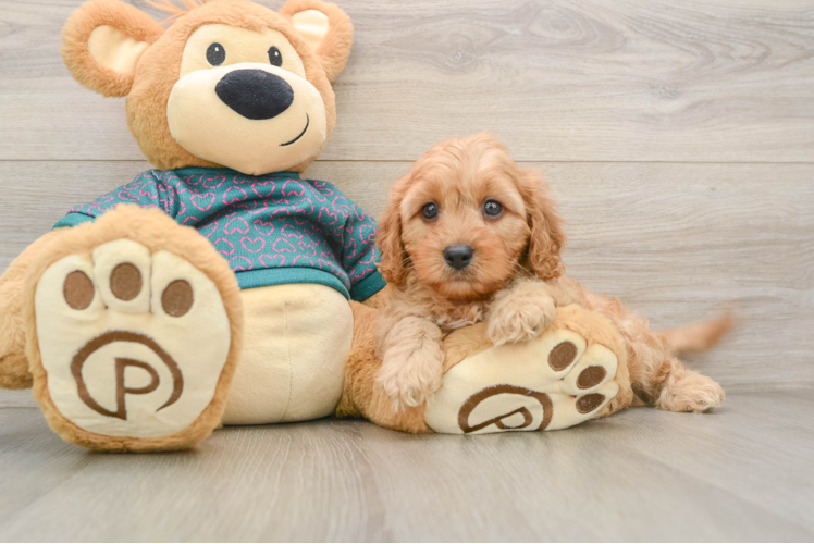Cavapoo Pup Being Cute