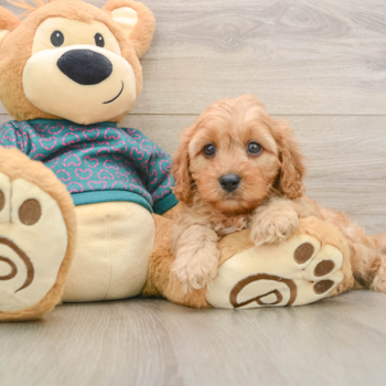 Cavapoo Pup Being Cute