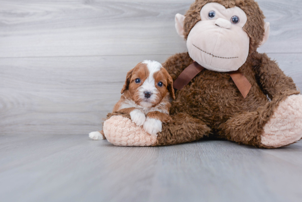 Cavapoo Pup Being Cute