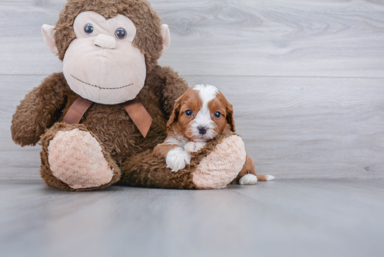 Cute Cavapoo Baby