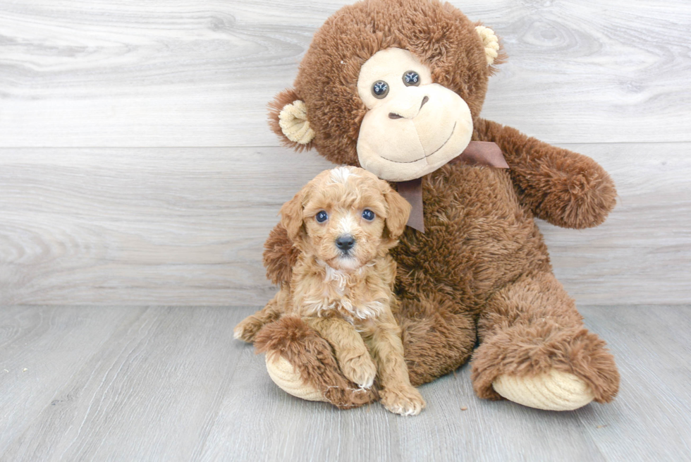 Little Cavoodle Poodle Mix Puppy