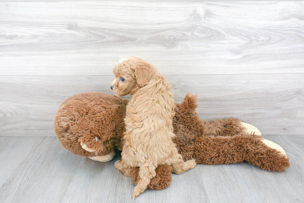 Cavapoo Pup Being Cute