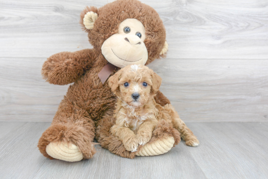 Best Cavapoo Baby