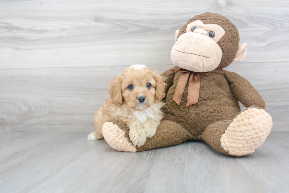 Energetic Cavoodle Poodle Mix Puppy