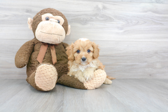 Funny Cavapoo Poodle Mix Pup