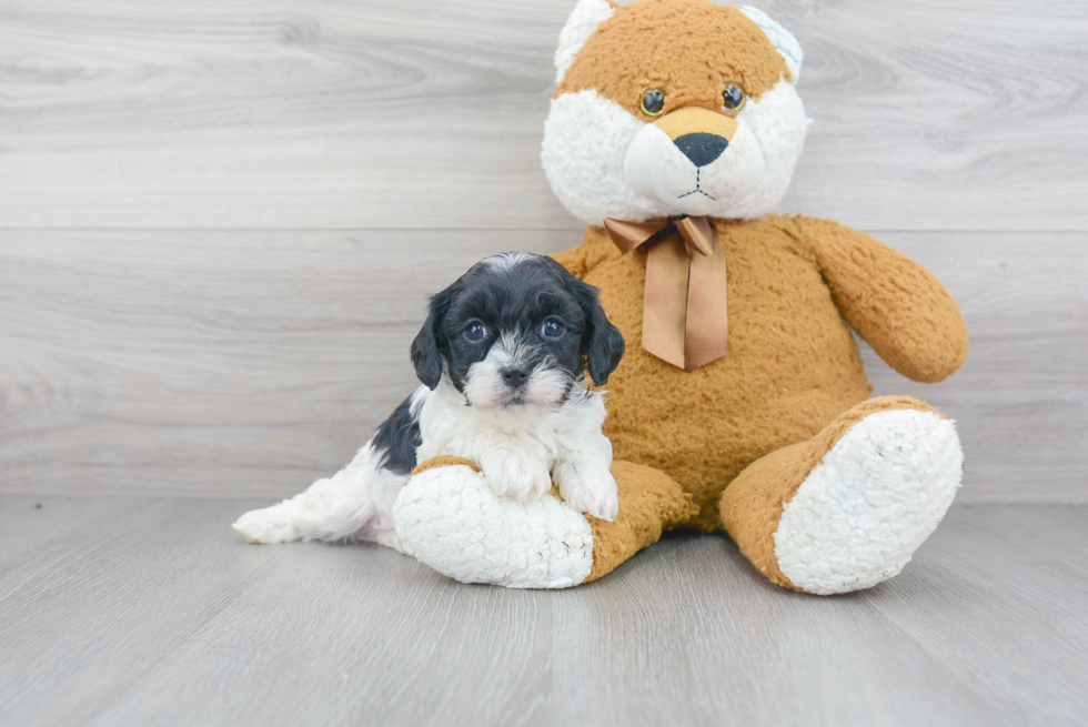 Cavapoo Pup Being Cute