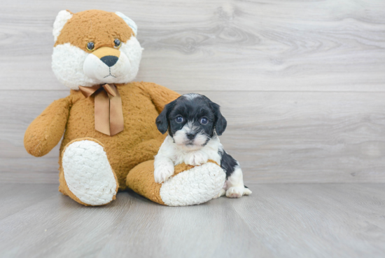 Little Cavoodle Poodle Mix Puppy