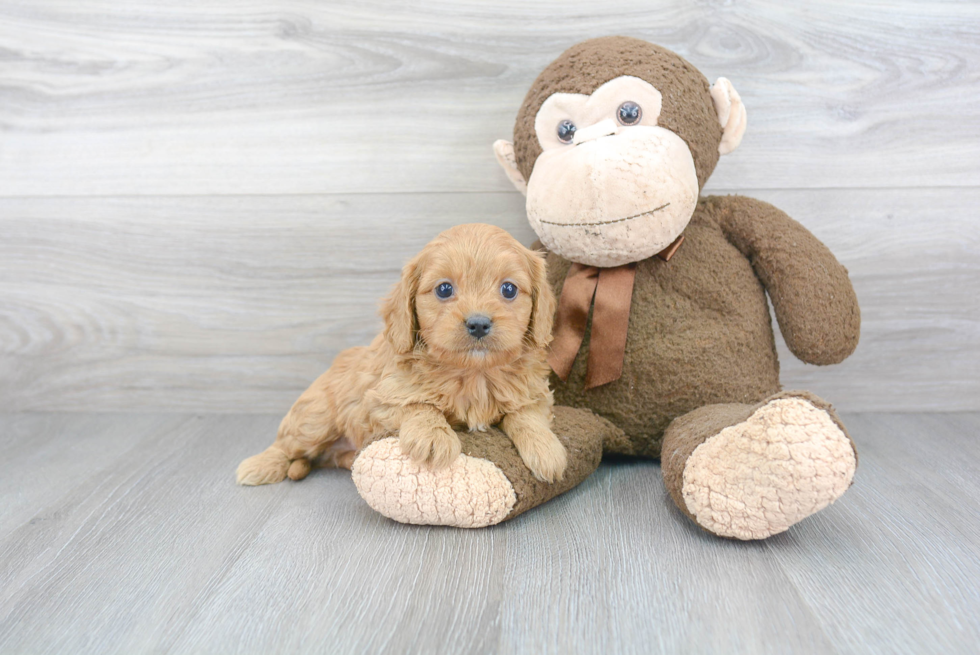 Cavapoo Puppy for Adoption