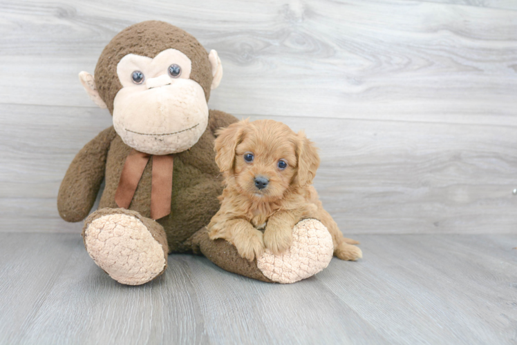 Best Cavapoo Baby