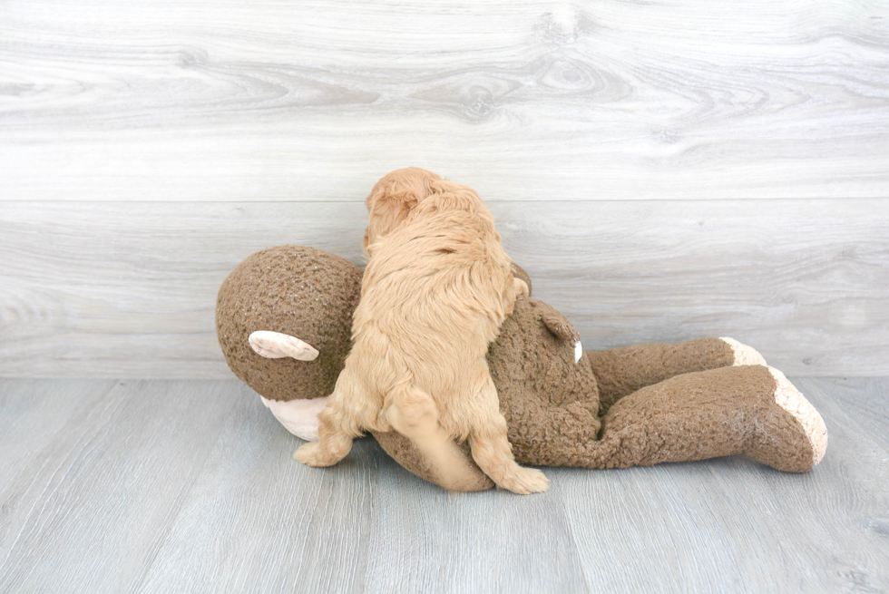 Energetic Cavoodle Poodle Mix Puppy