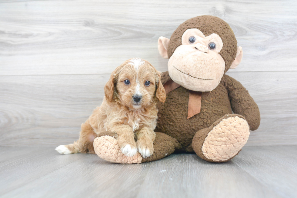 Fluffy Cavapoo Poodle Mix Pup