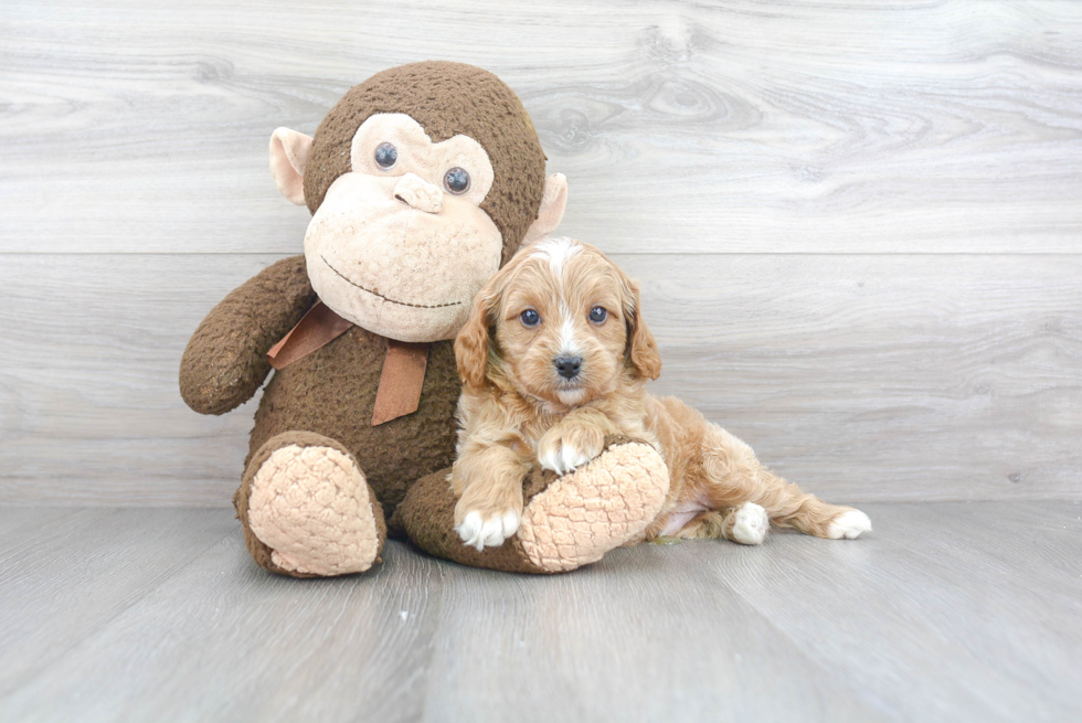 Cute Cavapoo Baby