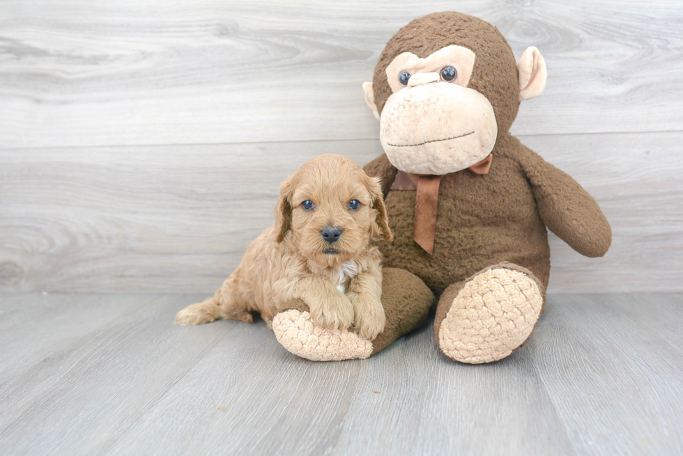 Petite Cavapoo Poodle Mix Pup