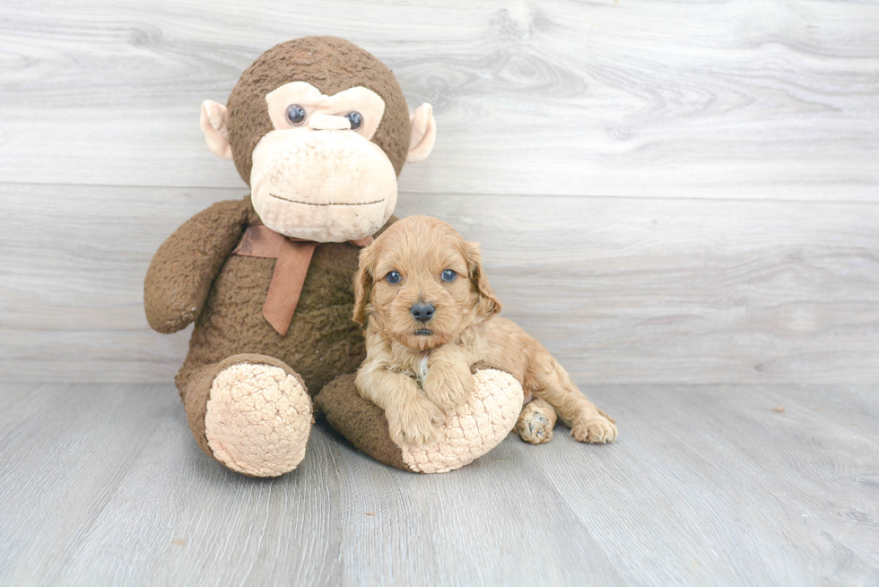 Popular Cavapoo Poodle Mix Pup