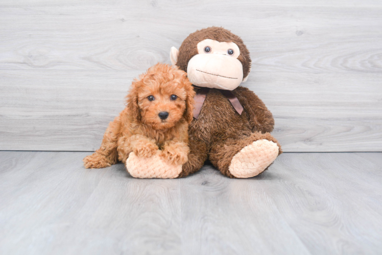 Little Cavoodle Poodle Mix Puppy
