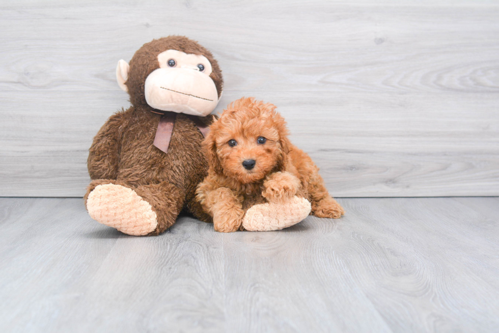 Little Cavoodle Poodle Mix Puppy