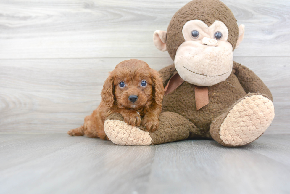 Best Cavapoo Baby