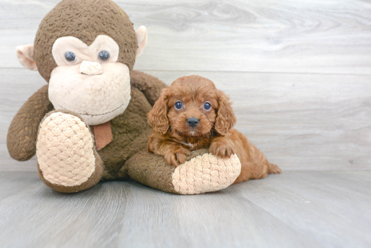 Cavapoo Pup Being Cute