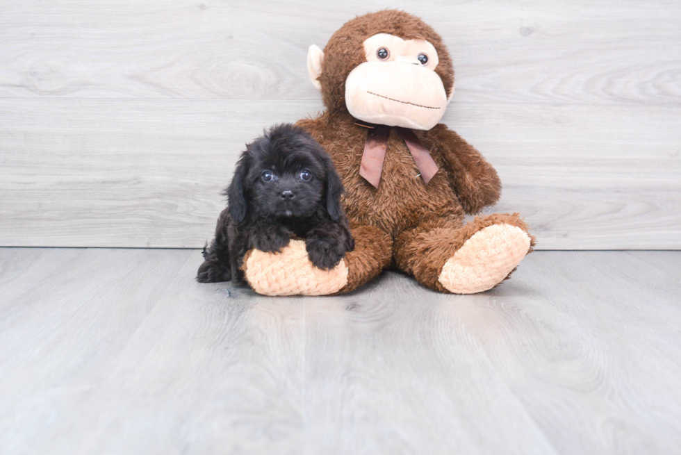 Cavapoo Pup Being Cute