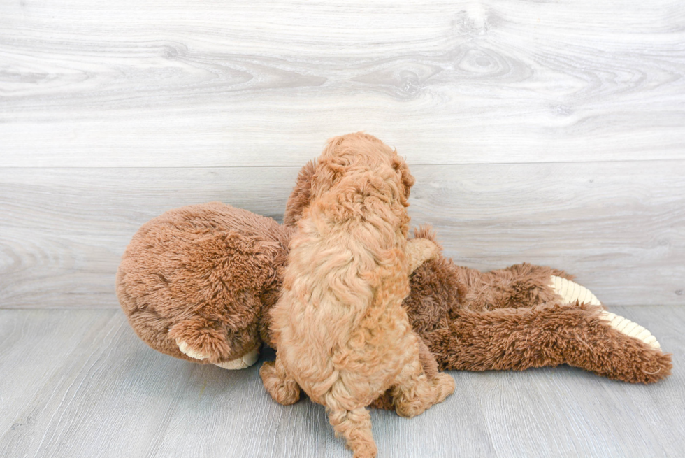 Cavapoo Pup Being Cute