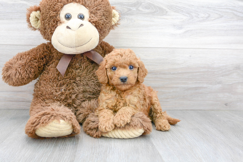 Friendly Cavapoo Baby