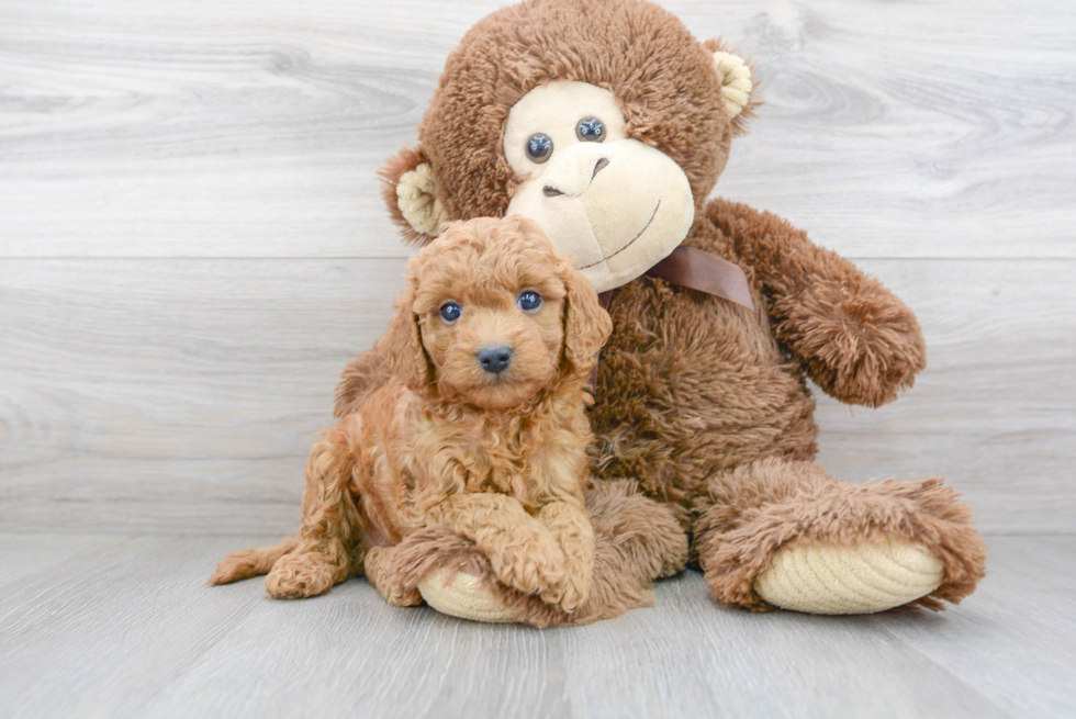 Petite Cavapoo Poodle Mix Pup