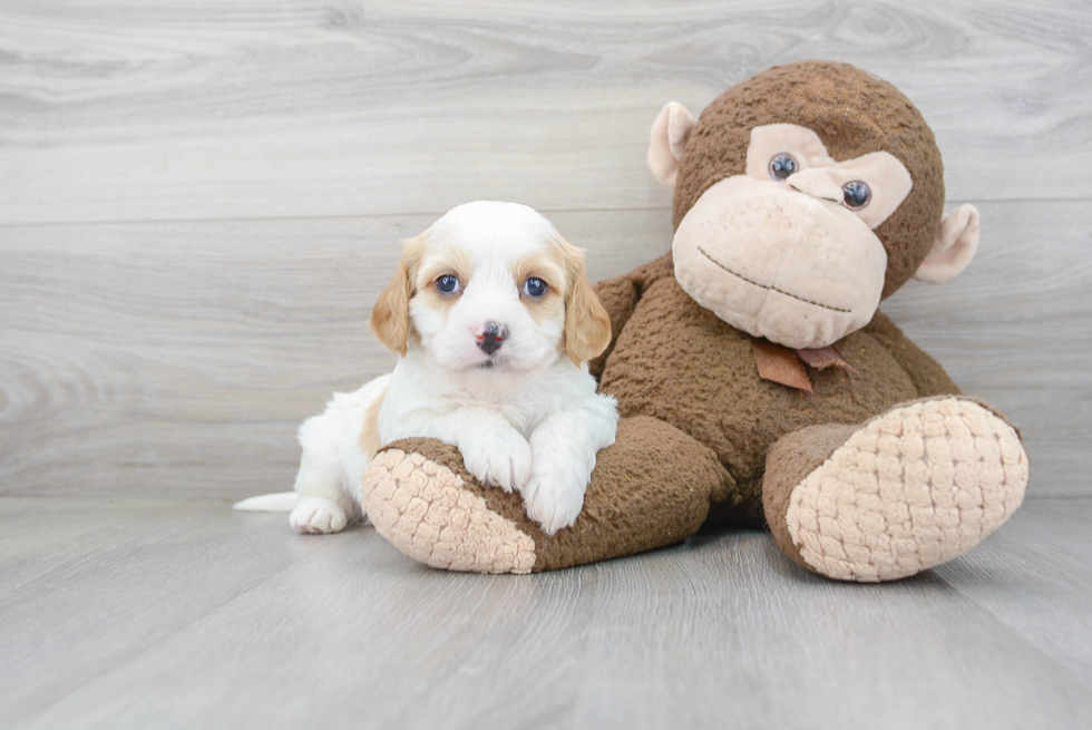 Friendly Cavapoo Baby