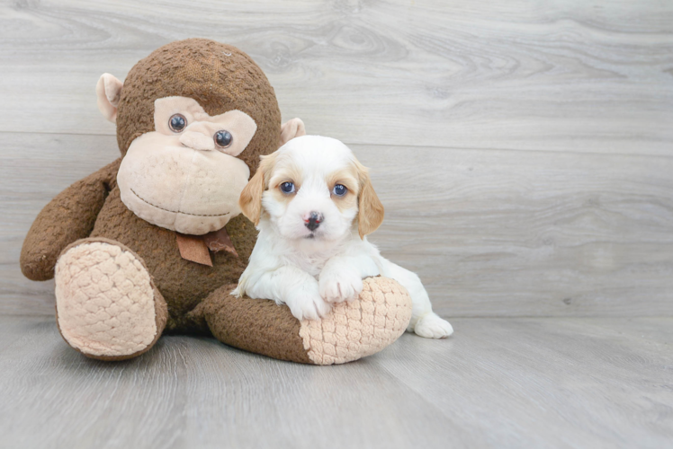 Cavapoo Puppy for Adoption