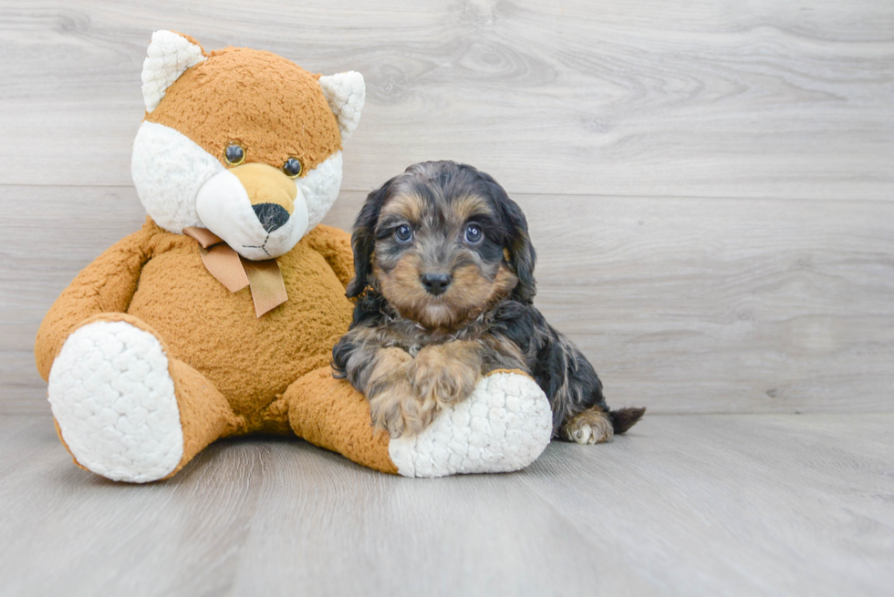 Energetic Cavoodle Poodle Mix Puppy