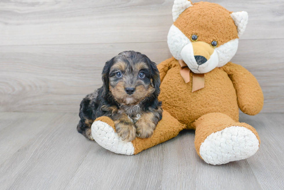 Funny Cavapoo Poodle Mix Pup