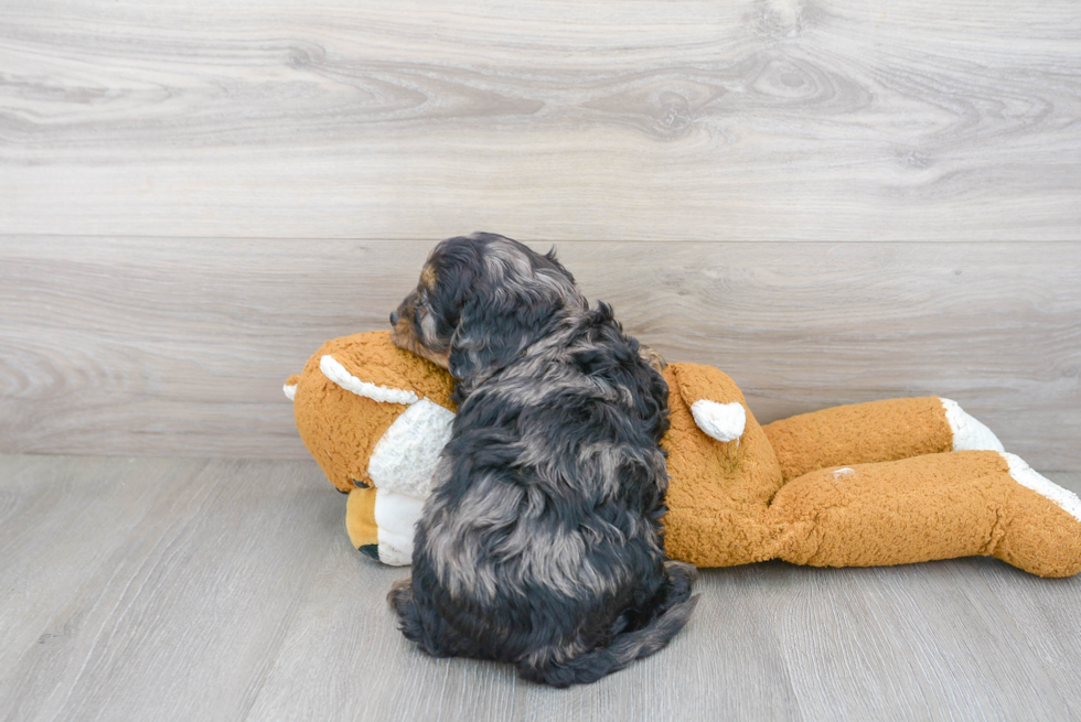 Best Cavapoo Baby