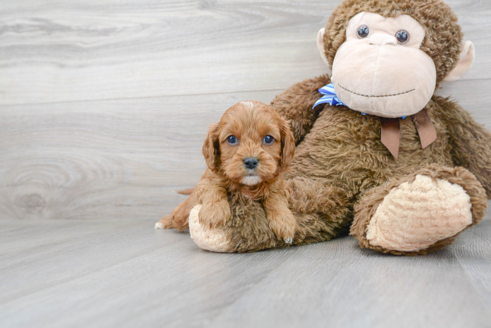 Cavapoo Puppy for Adoption