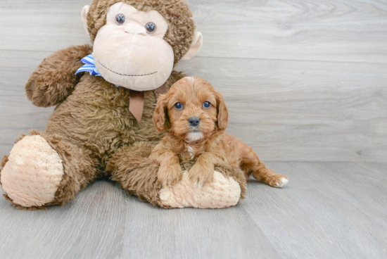 Cavapoo Puppy for Adoption