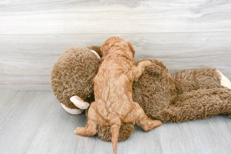 Cavapoo Pup Being Cute