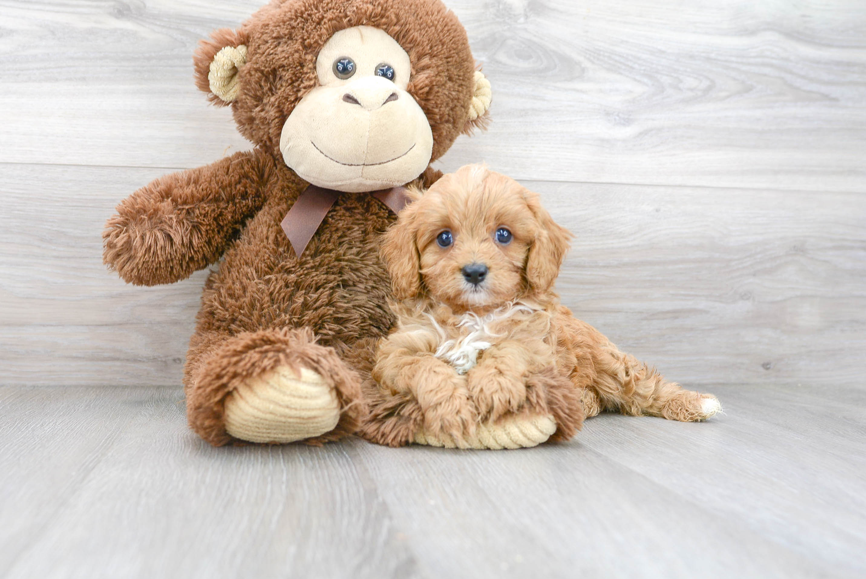 Best Cavapoo Baby
