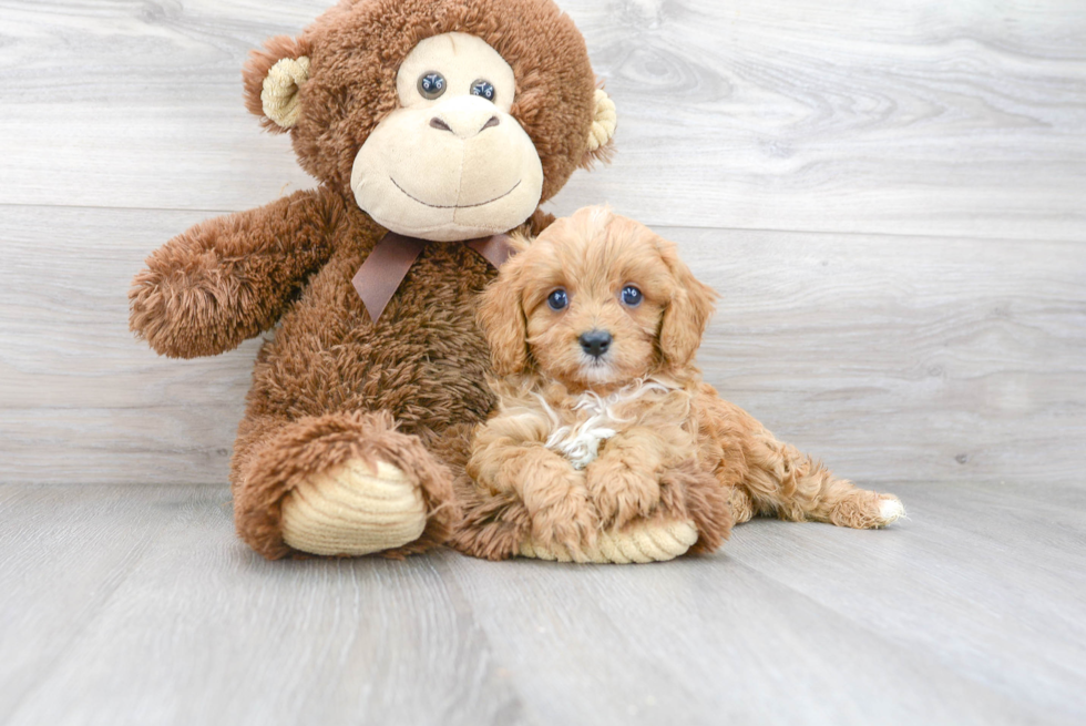 Best Cavapoo Baby