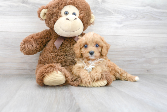 Best Cavapoo Baby